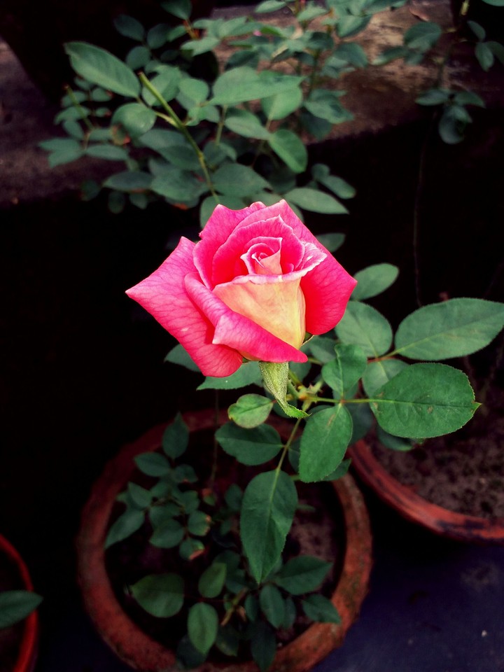 Rose
