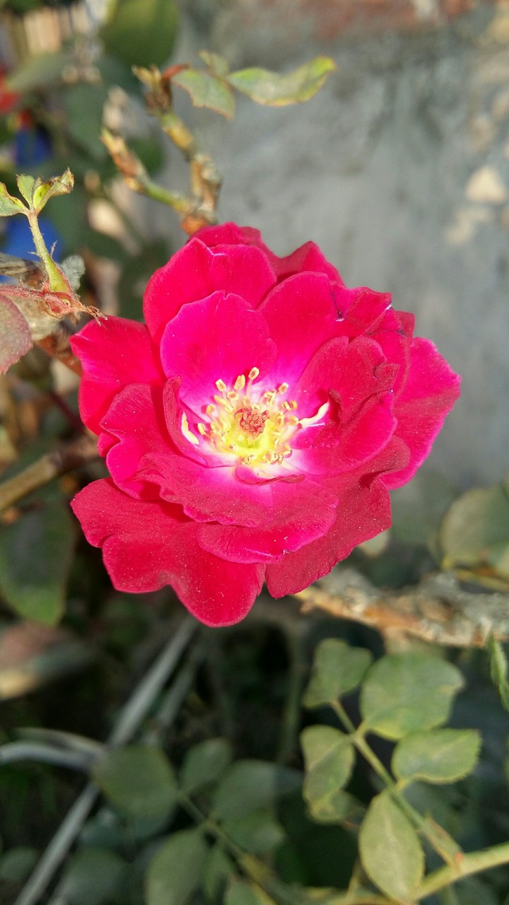 Red Rose