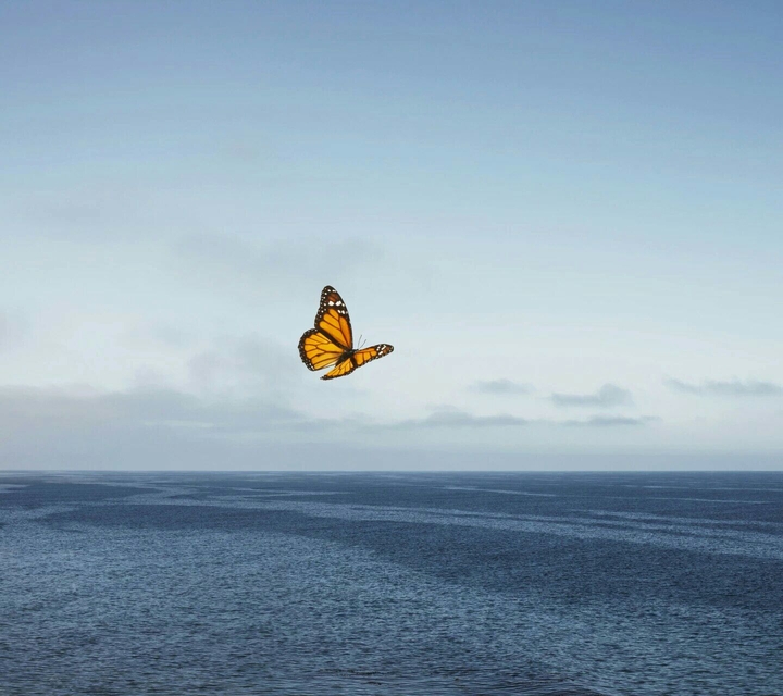 Butter fly