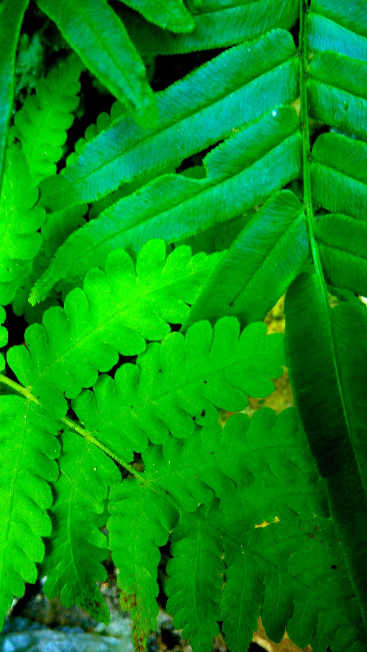 green leavs