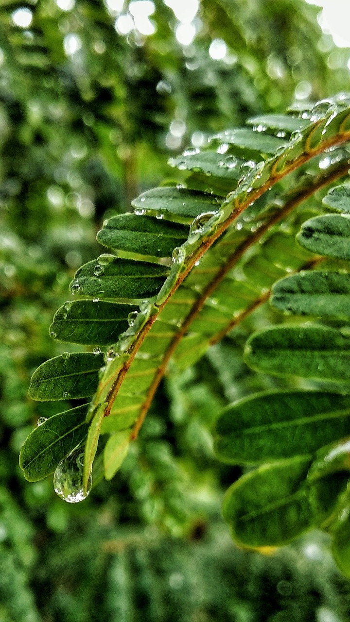 water drop