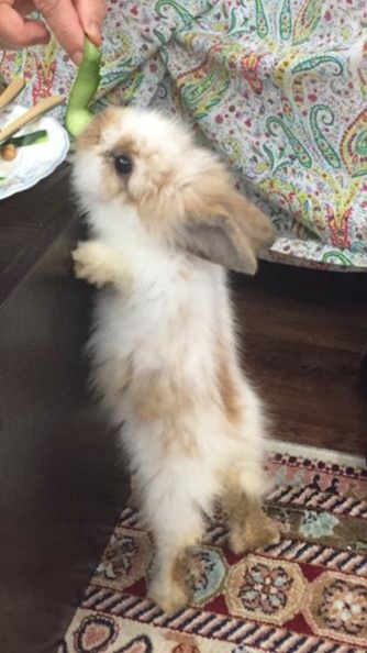 my little rabit ^ω^