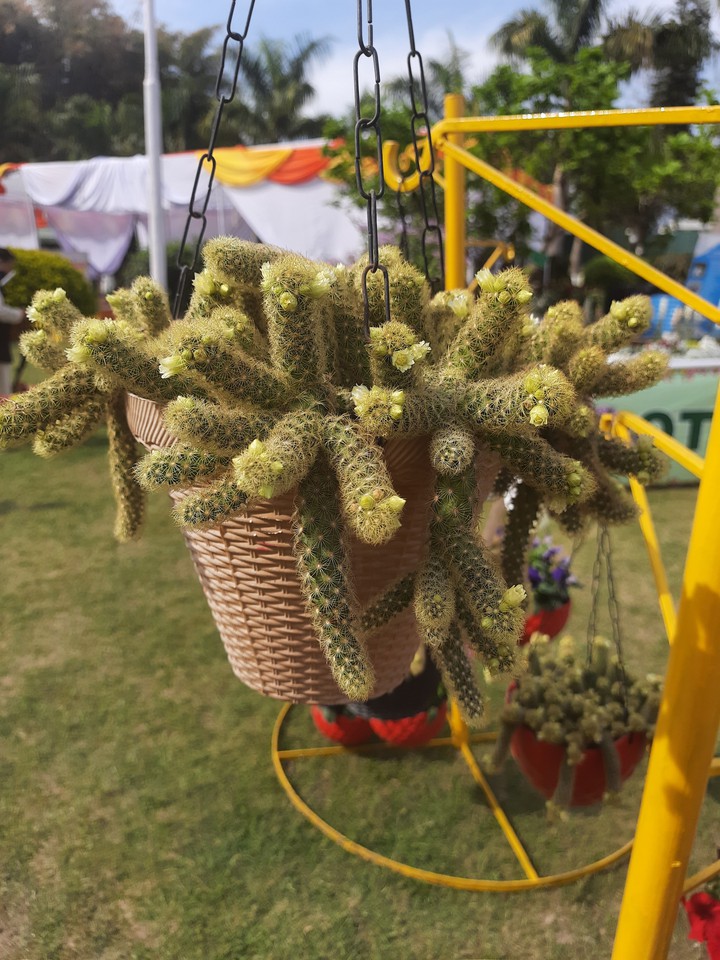 Loving Cactus.?