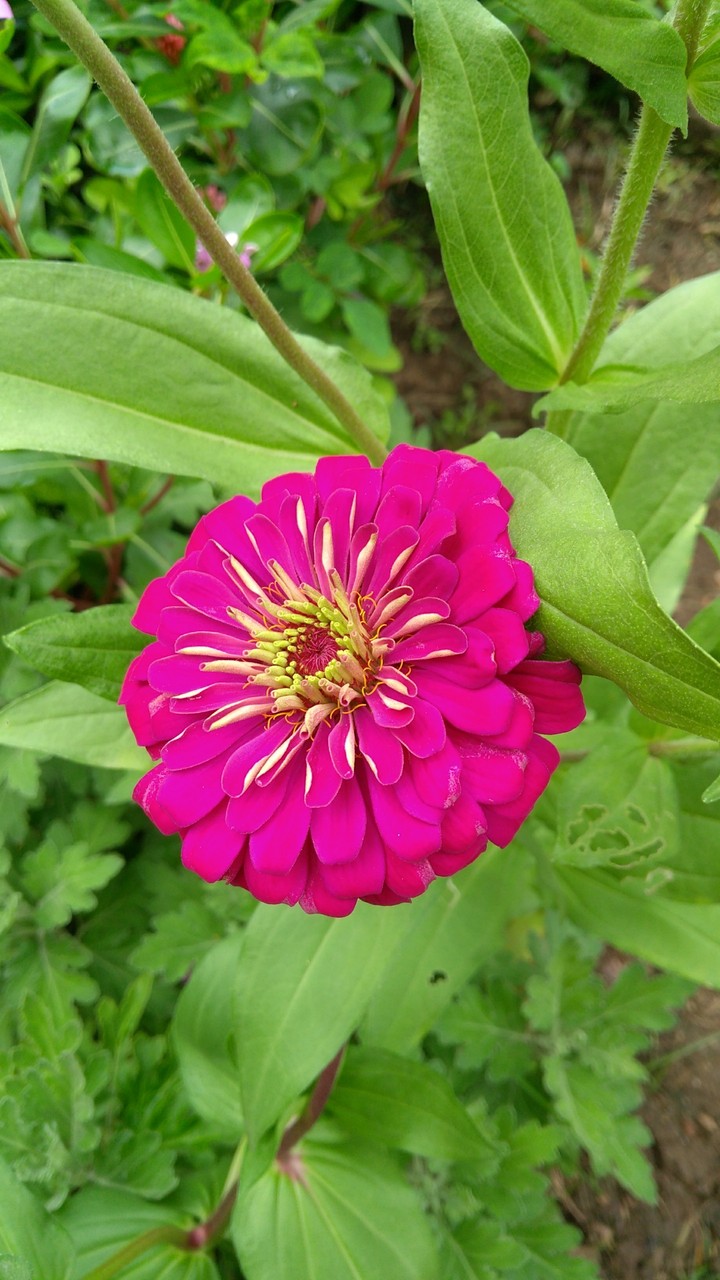 flower pink
