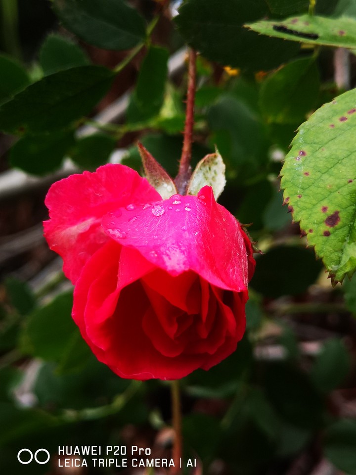 rose