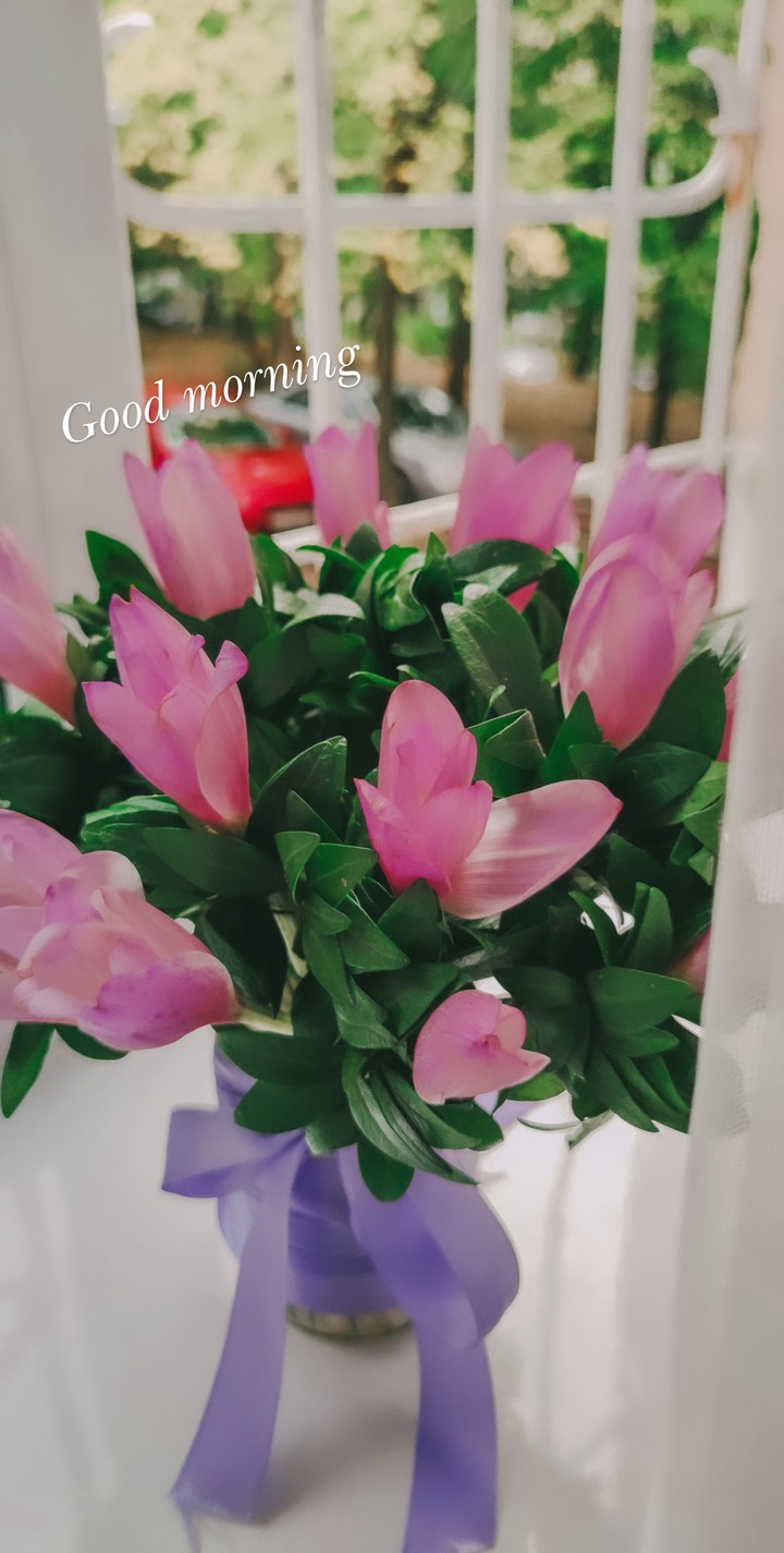 morning pink flowers