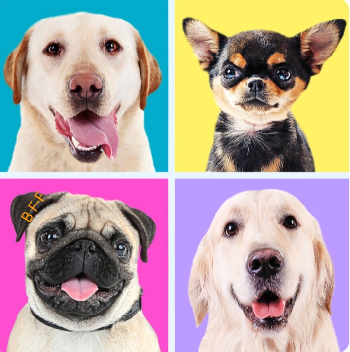 4 Süsse Hunde in einer Collage