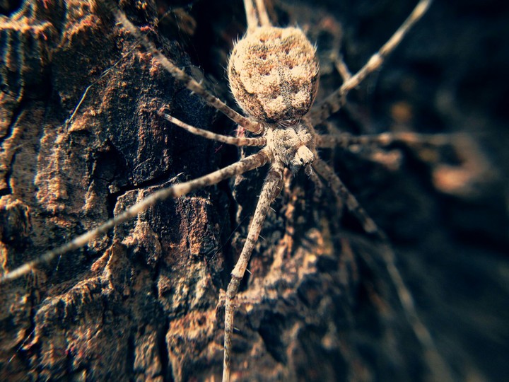 Spider