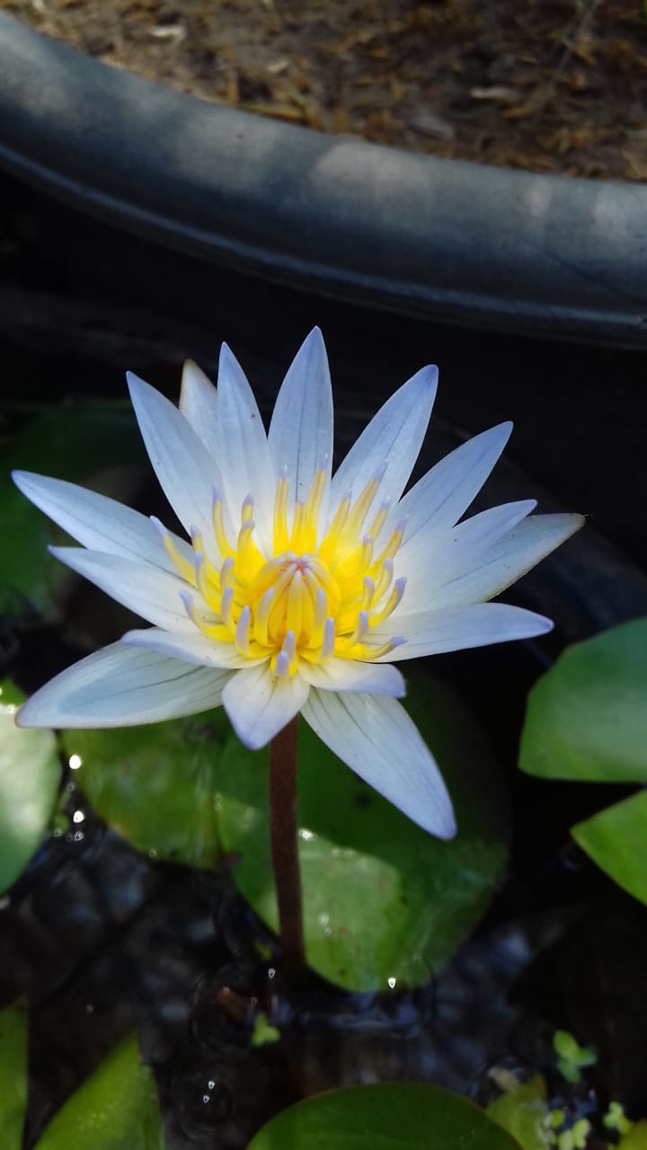 white lotus