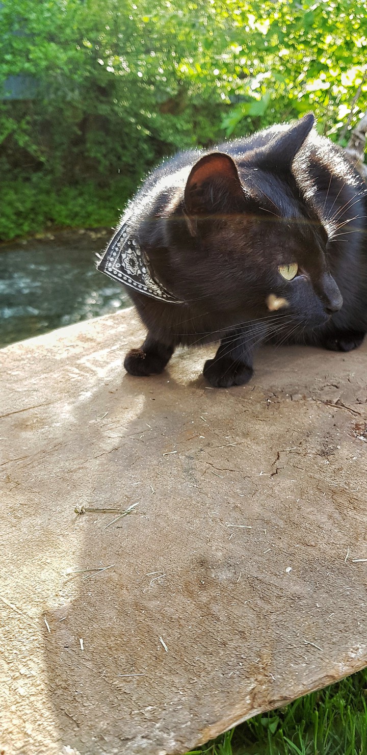black cat
