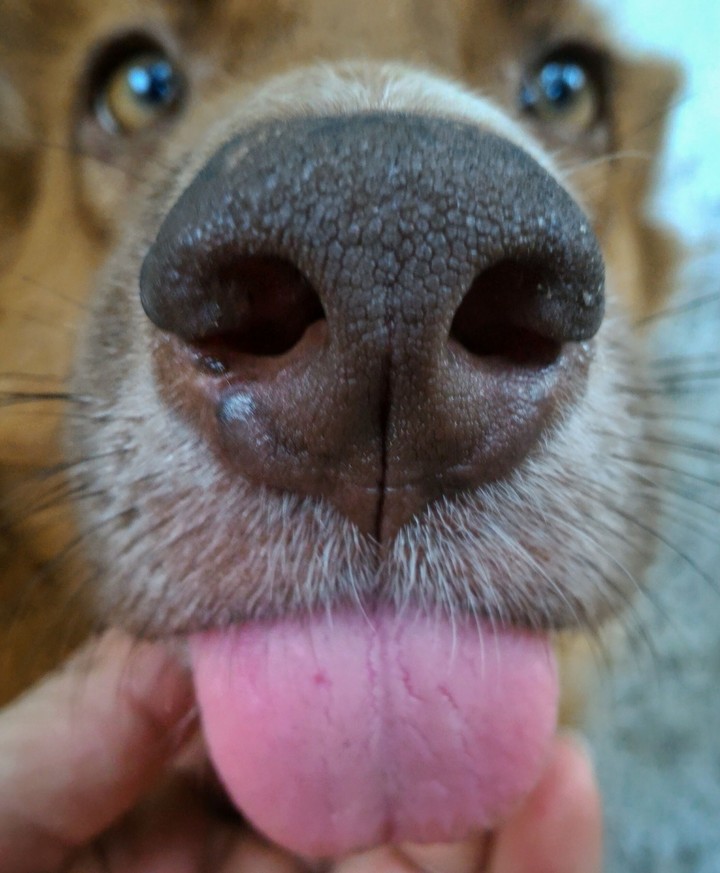 dogiesmile