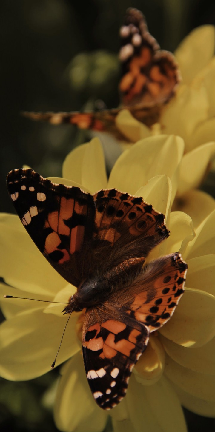 Butterfly