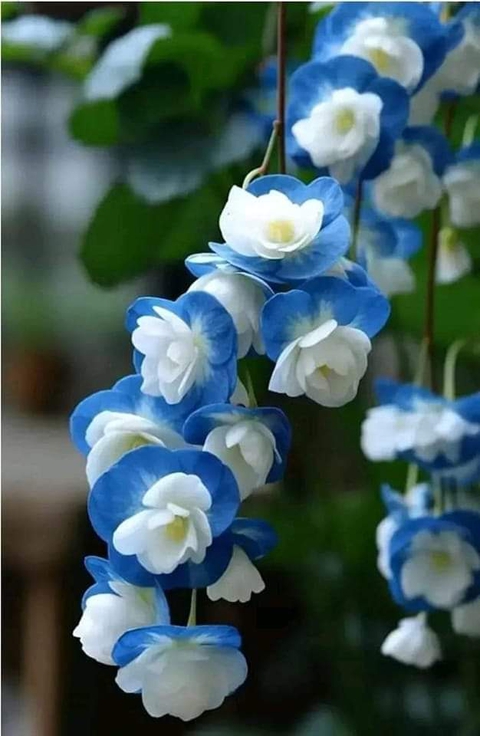 sfondi wildflower, plant