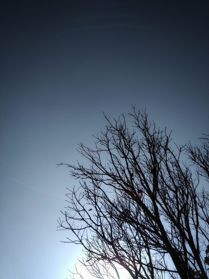 lone tree