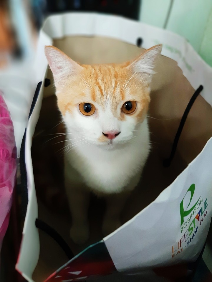 cat