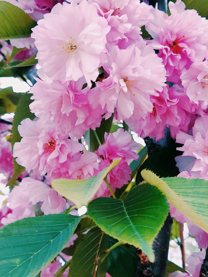 Sakura