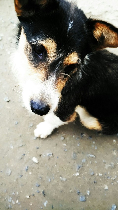 Dog