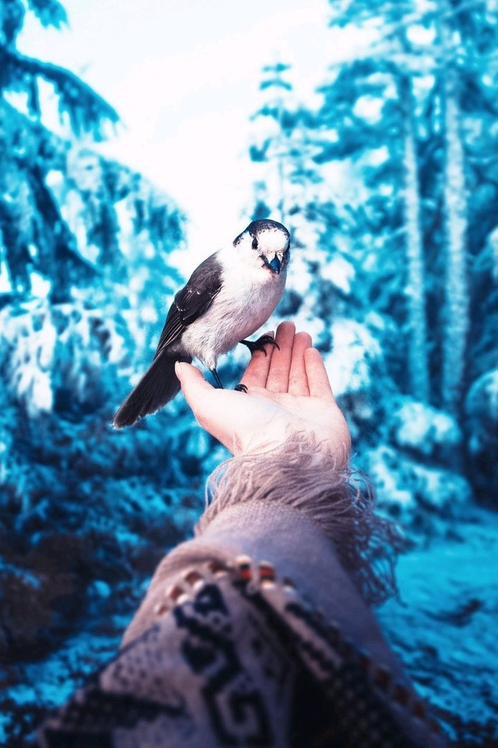Bird