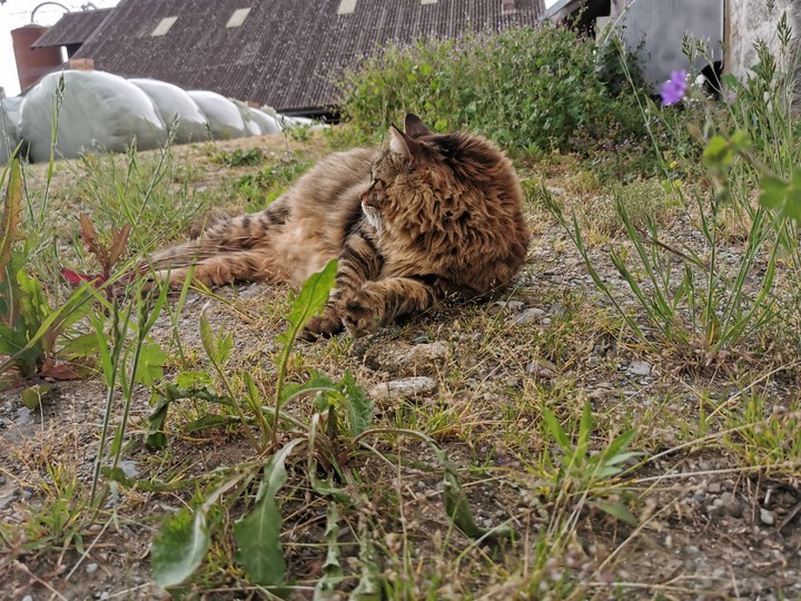 katze