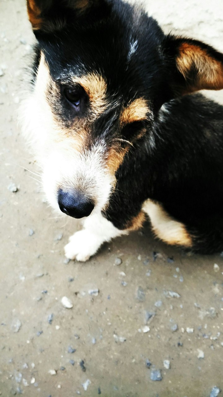 Dog