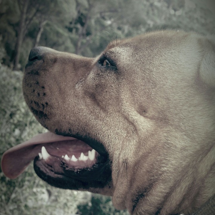 zaytsev my pitbull