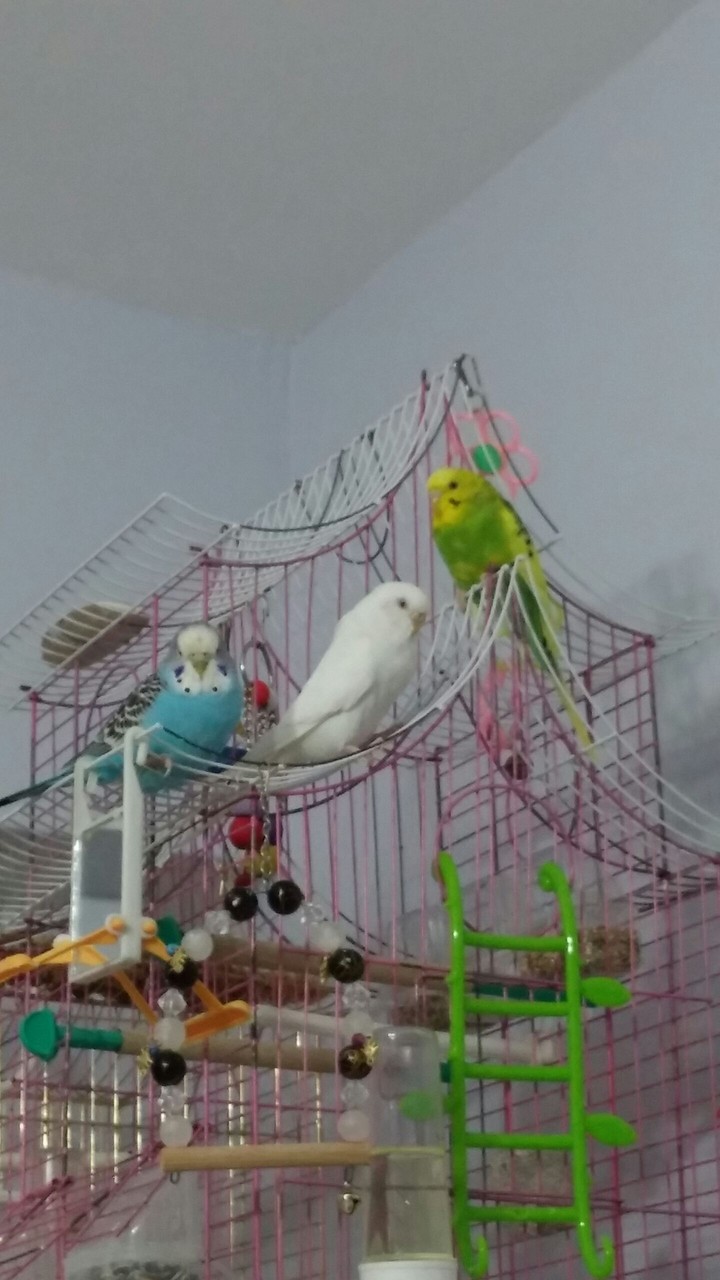 budgie bird