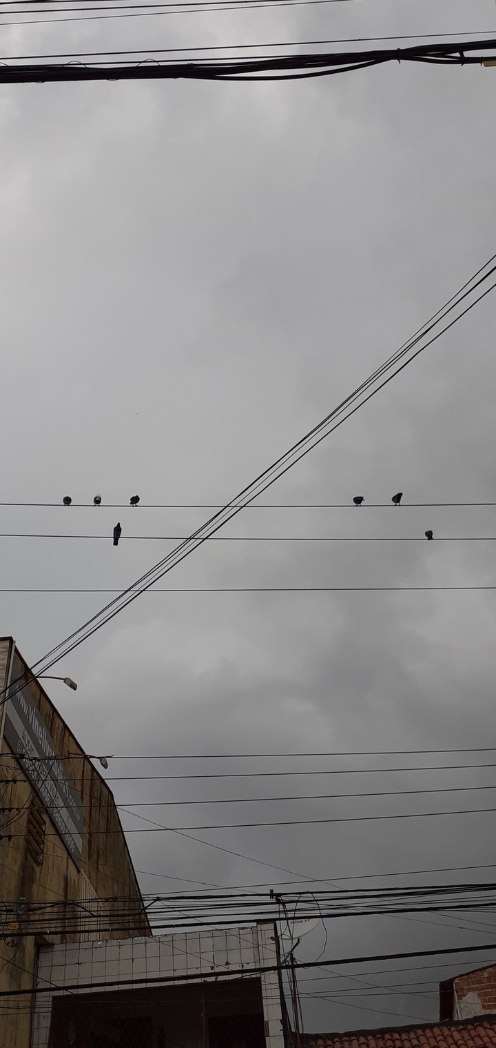 Birds