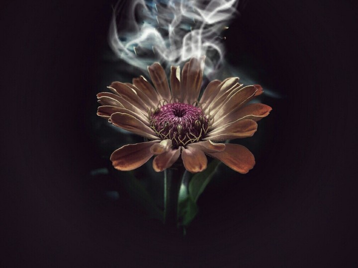 Smoky Flower
