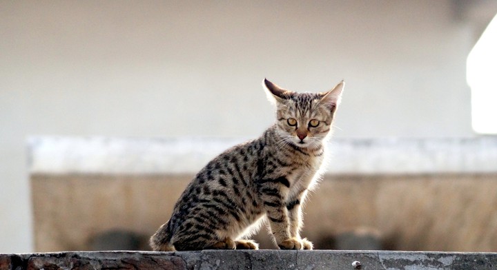 cat