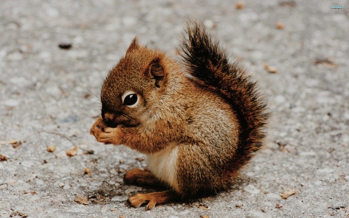 small squirel