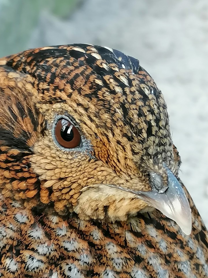 Close-up Bird