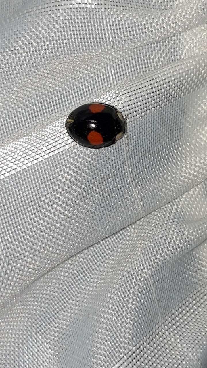 black ladybug