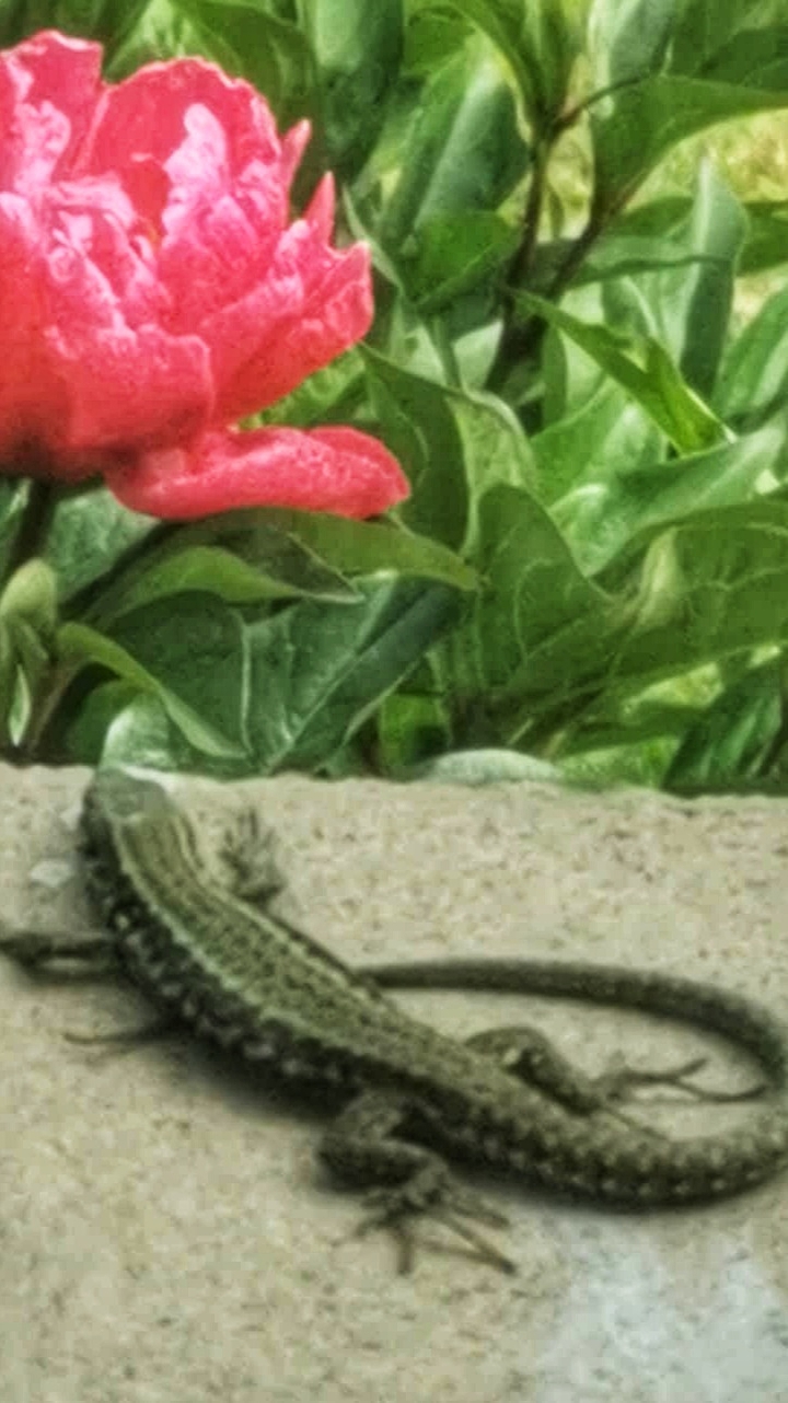 Lézard