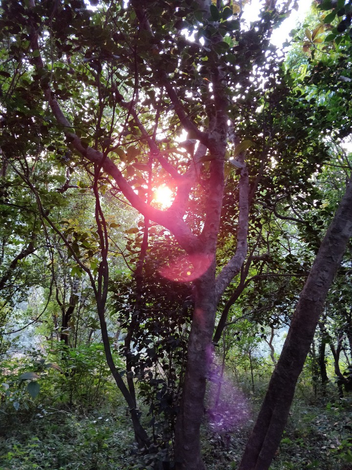 woods