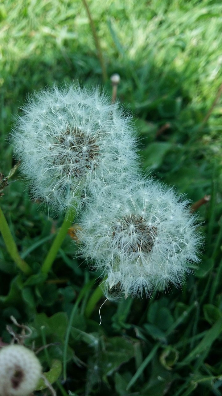 Dandelion
