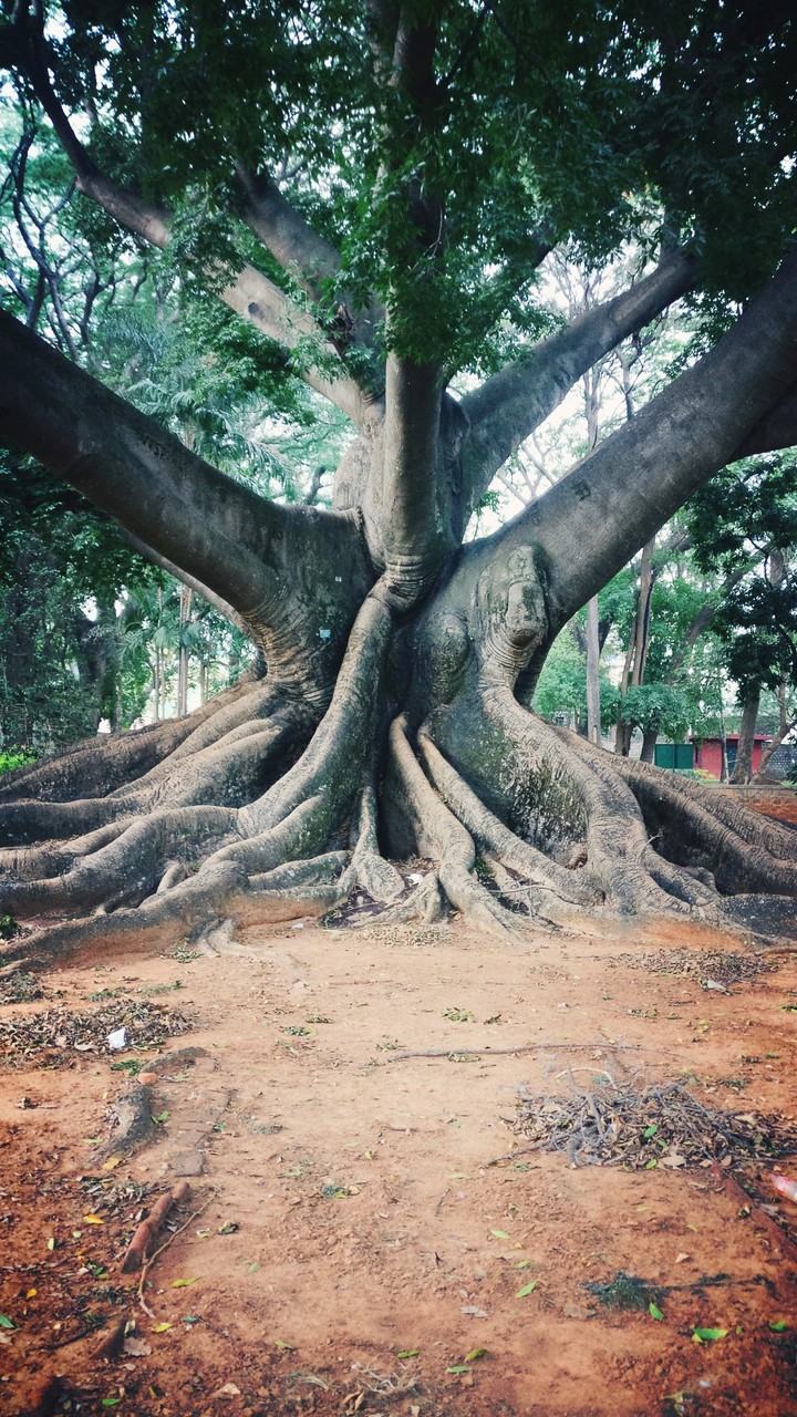 old tree