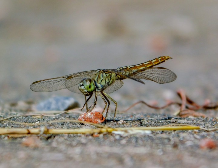 The Dragonfly
