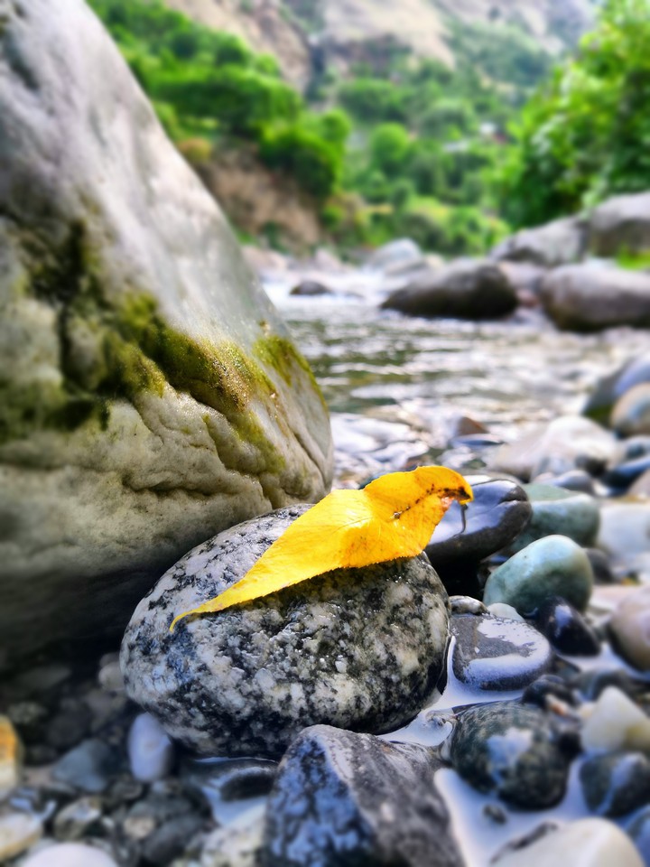 Stranded Leaf