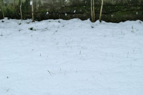 Prima nevicata