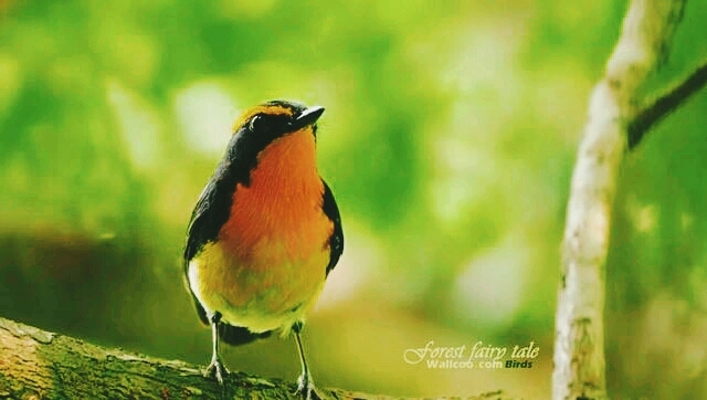 Bird