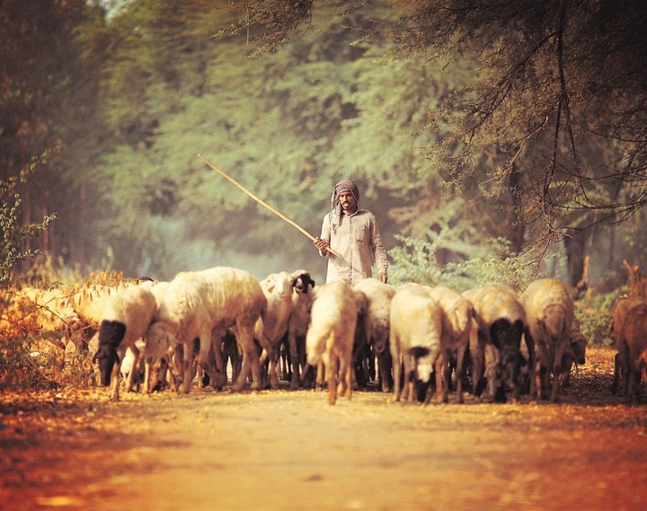 sheep
