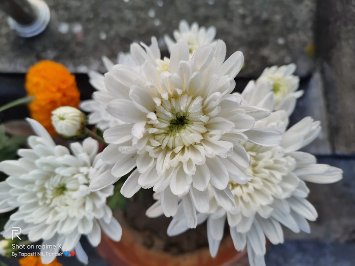 White Flowers.. Click : BY ME..