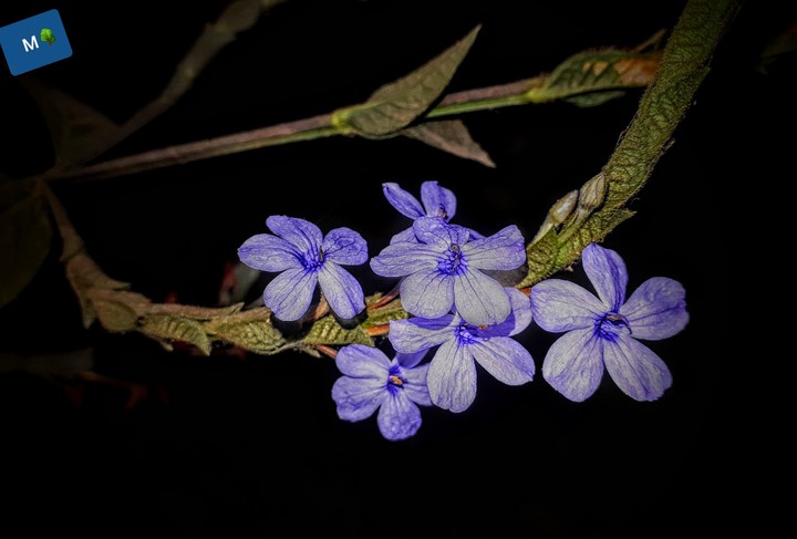 flora