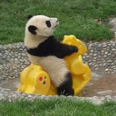 panda