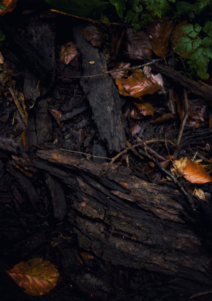 autumn walk