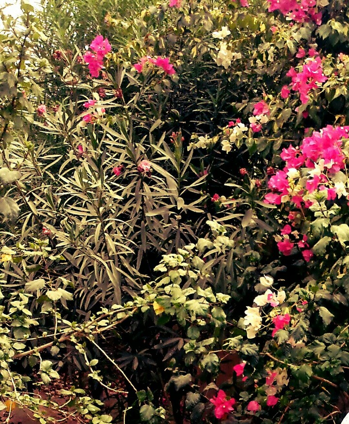 evening at garden