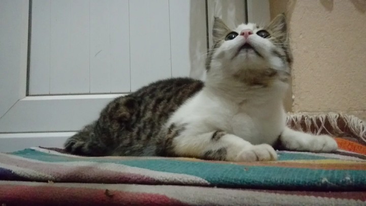 My cat