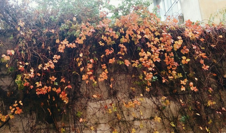 Spring