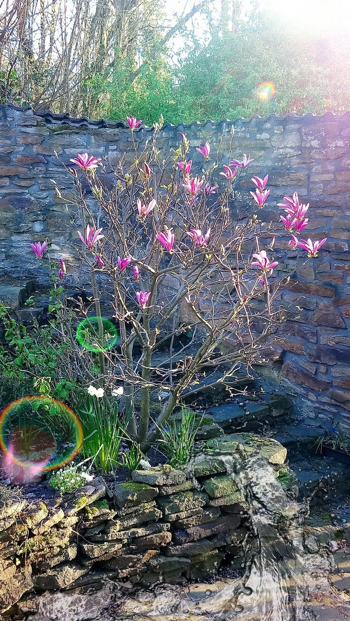 Magnolie