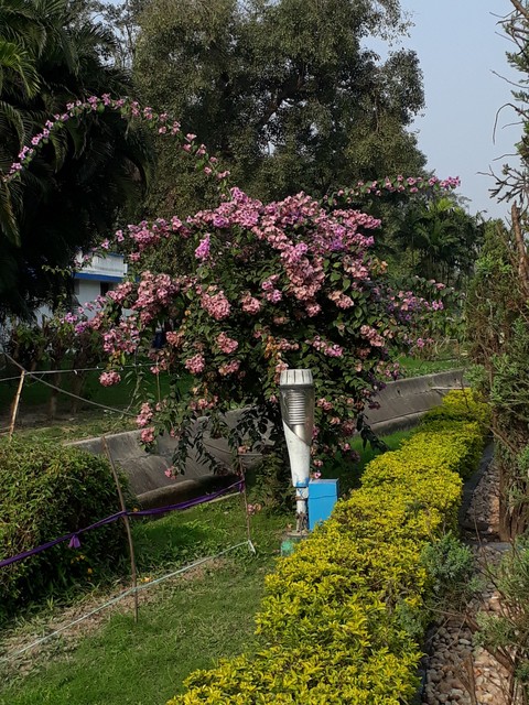 pink flower